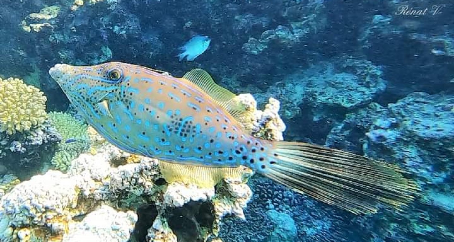 whatsapp-image-2022-07-19-at-105055-am-1