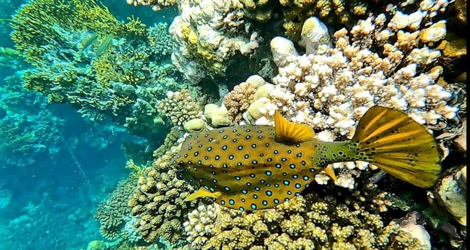 whatsapp-image-2022-07-19-at-105056-am-1