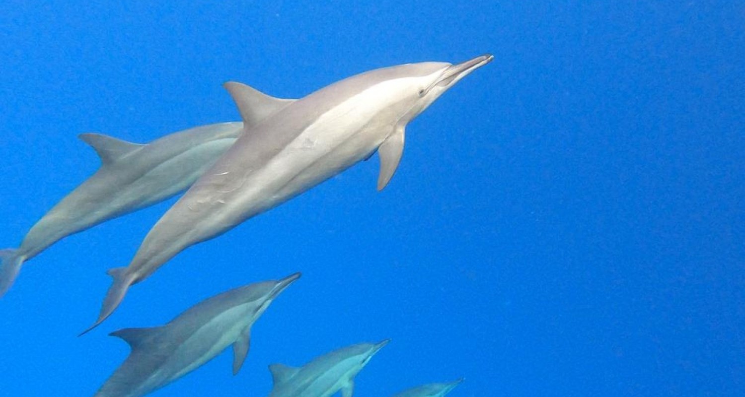 whatsapp-image-2022-07-19-at-105058-am-1