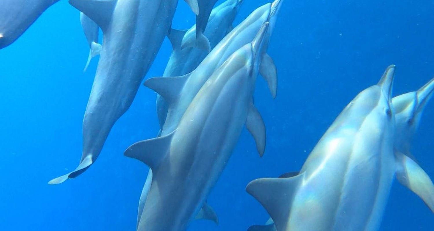 whatsapp-image-2022-07-19-at-105059-am-1