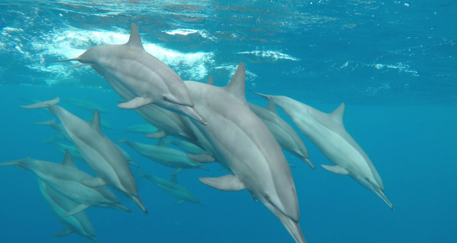 whatsapp-image-2022-07-19-at-105100-am-1